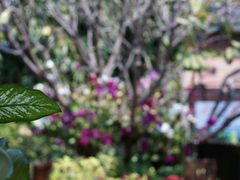 -Dash Teak House
