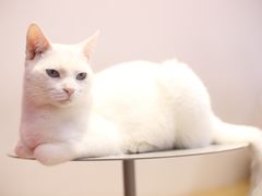 -Heymao猫咖.咖啡厅(东门店)