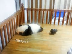国宝-成都大熊猫繁育研究基地