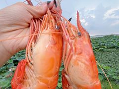 -七的湖·晚芳亭·阳澄湖农家菜·大闸蟹(莲花岛店)