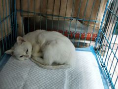 -安安宠医宠物医院·异宠·犬猫内科(岳阳分院)
