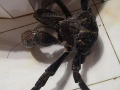 -海盗餐厅