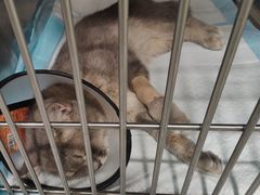 -艾吉宠物医院·疑难杂症转诊中心·猫友好(碧江路院)