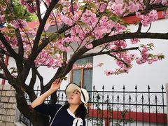 -嘉定紫藤园