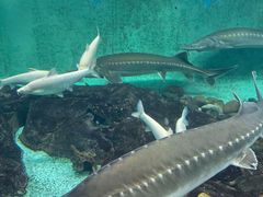 -太平洋海底世界