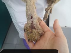 -瑞派宠物医院·24h·骨外科·皮肤科·全科宠物医疗转诊中心(沈阳浑南院)