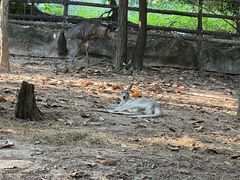 -清迈夜间动物园