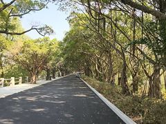 -大湾区中央湿地公园