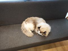-南京Hallo宠物乐园·哈罗犬舍·柴犬繁育基地