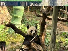 -广州长隆野生动物世界