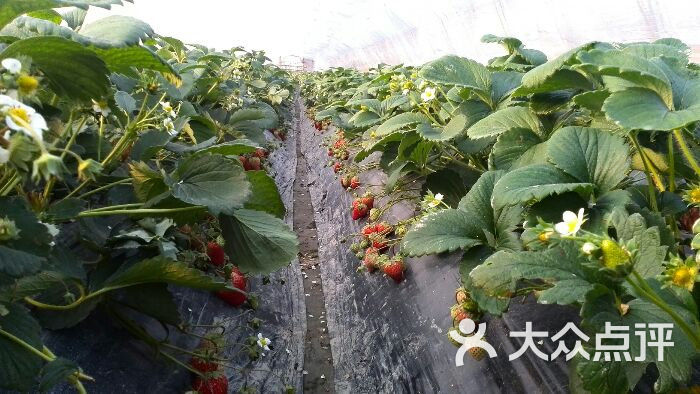赵屯草莓基地图片