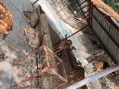 -北京鹿世界主题园
