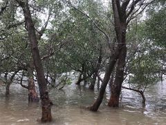 -宝安西湾红树林湿地公园