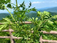 -天女山森林公园