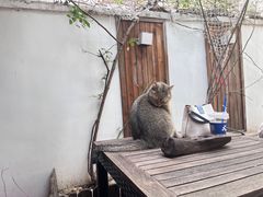 -喵屿·大理花园猫咖