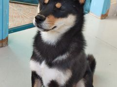 -喜柴咖啡·柴犬狗咖