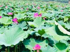 -荷塘月色湿地公园·向阳花洲