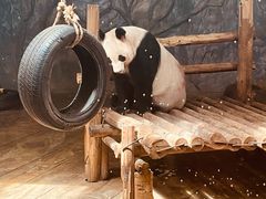 -深圳野生动物园
