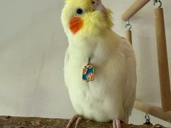 -龙坞茶村