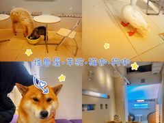 -怪兽屋·羊驼·猫咖·狗咖(俊华广场店)