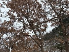 -沂蒙山旅游区云蒙景区(蒙山国家森林公园)