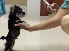 -翊宠yipet猫狗购宠庄园犬舍•猫舍