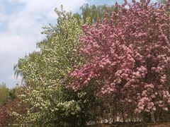 -长白岛森林公园