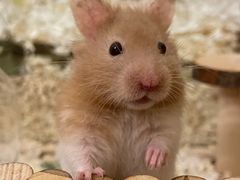 -Pets First伊珊娜洗护·精致美容·家庭式寄养(新会路店)