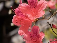 -上海佘山国家森林公园天马山园