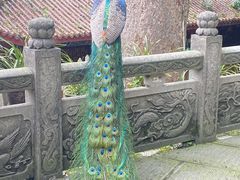 -都江堰普照寺