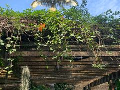 -深圳仙湖植物园
