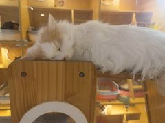 -平行世界·猫咖(首经贸店)