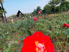 -上海滨江森林公园