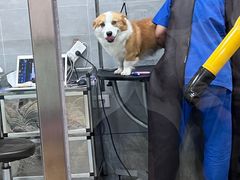 -宠福鑫康馨动物医院·骨科·眼科