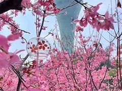 -狐尾山公园