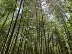 -上海佘山国家森林公园天马山园