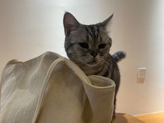 -有猫主题·治愈系猫咖(曾厝垵店)