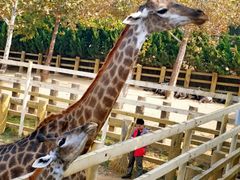 -西霞口神雕山野生动物世界