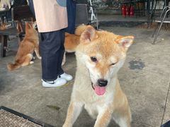 -柴犬高等学院·狗咖·柴犬售卖·宠物训练