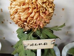 -杭州植物园