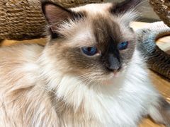 -藏猫猫咖啡主题馆(中央大道店)