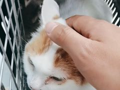 -纳吉亚猫专科动物诊疗中心(蒋宅口分院)