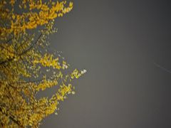 -成都峨眉雪芽大酒店