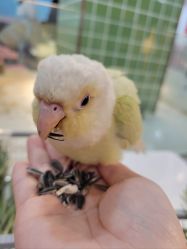 -Moni星球萌宠·小马宝莉·灵蛇·高端高阶全萌宠互动体验俱乐部(红豆国际广场店)