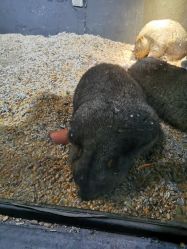 -酷嗒动物文化乐园(cutezoo西溪乐天城店)