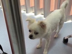 -宠物星动物医院·眼科·异宠·猫科(江南大道总院)