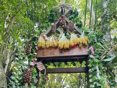 -西双版纳原始森林公园