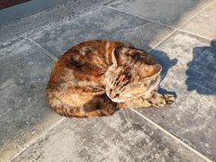 -龙华素斋(龙华路店)