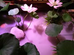 -韵秋荷(宝山龙湖天街店)