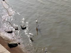 -深圳湾公园(南山区)